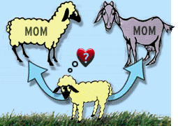 sheep